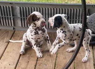Dalmatian Puppies (Anderson)