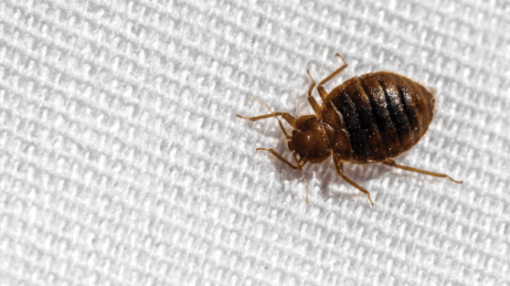 8 Early Signs of Bed Bugs