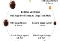 Bed Bugs Life Cycle Time