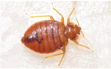 How Long Can Bed Bugs Live without Food in Hot Weather