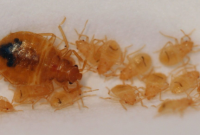 How Long Can a Newly Hatched Bed Bug Live without Feeding