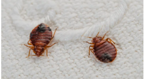 Kills Bed Bugs and Their Eggs
