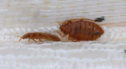 The Quickest Way to Kills Bed Bugs Instantly and Permanently