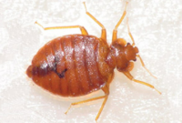 How Long Can Bed Bugs Live without Oxygen