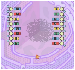 Click the camera at upper right to take a snapshot of your DNA molecule. Open a blank word-processing document, and select paste. Label this image “Original DNA molecule