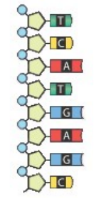 Practice The left side of a DNA molecule is shown. Draw a complementary right side of the molecule.
