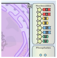 What are the two DNA components shown in the Gizmo