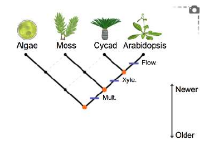 Cladograms Gizmo Answer Key-Activity A Morphological cladogram NO 7